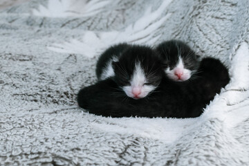 White faces of kittens one week old.