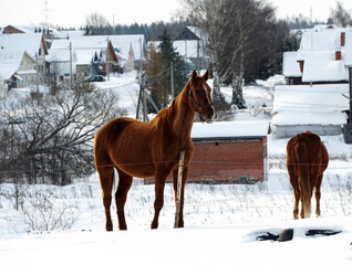 Fototapeta na wymiar A bay horse for a walk in a levada in winter against the background of a village in the snow.