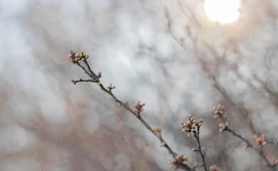 Natura