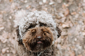 Funny brown poodle looking up at park on autumn season