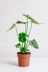 Young monstera plant in a pot on white table.