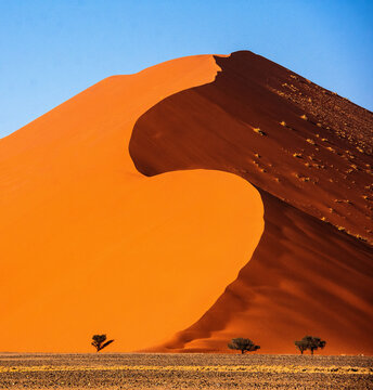 Trees in front of a Giant sand dune, Sossusvlei, Namib Naukluft National Park, Namibia