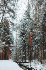 Pine forest and river in winter