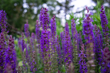 Lavendel Blumen Beet