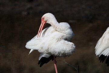 White Ibis Bird Photography
