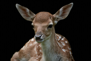 Close-up front view of a young fallow deer fawn (Dama dama) facing camera and isolated on black...