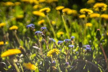 field of dandelions