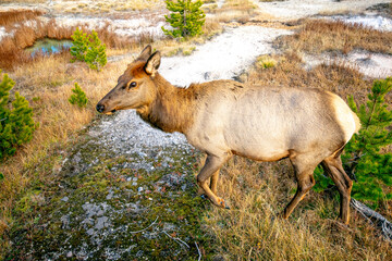 Naklejka na ściany i meble Young Elk in Yellowstone