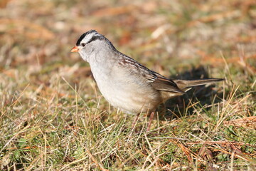 White-Crowned Sparrow Bird
