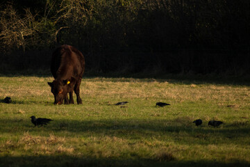 Fototapeta na wymiar Bull pasture over grazing land in Banstead Wood and Chipstead Downs Nature Reserve, Surrey. 