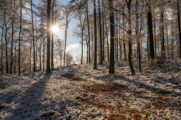 Fototapeta premium Atmosphärisches Waldbild im Winter mit Schnee und Sonne