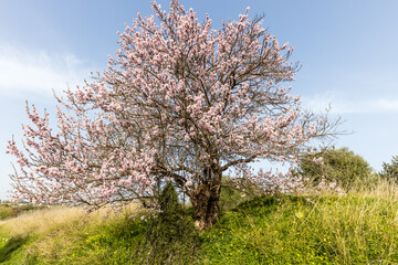 Flowering pink almond tree