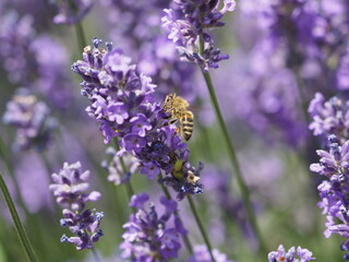 Eine Biene in Lavendelblüten
