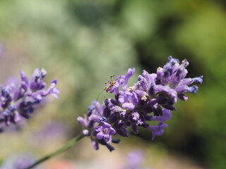 Eine Spinne in einen Lavendelblüte