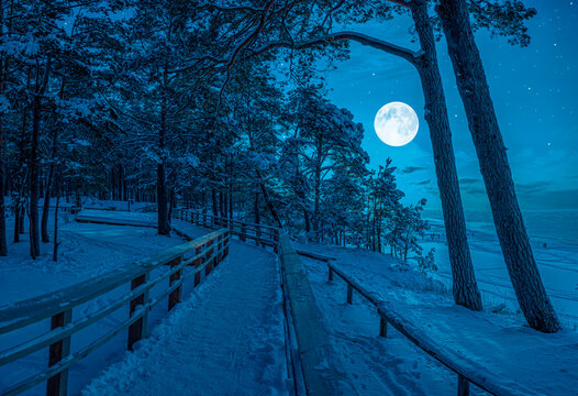 Winter landscape with snow covered pine and fir trees in a moonlight at starry night with full moon. View of coniferous forest with wooden pathway near sea coast with beautiful night sky with stars. - Powered by Adobe