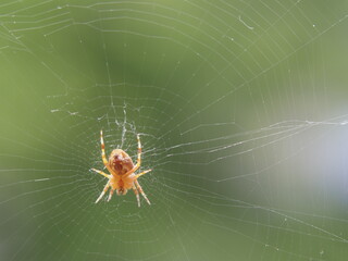 Eine Spinne in ihrem Nest
