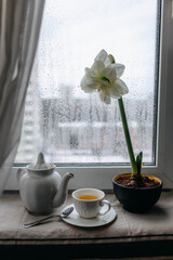 A spring flower white hippeastrum with a cup of tea and a white teapot on the window in rainy day