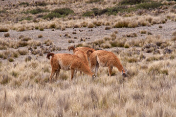 Fototapeta premium Andean wildlife. Guanacos grazing in the golden grassland in the mountains. 