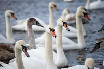swans on the lake