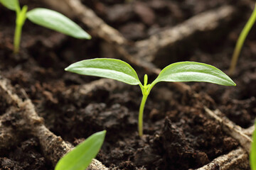 Young seedlings of sweet pepper on windowsill in the spring, rows of plants in cardboard peat pots, closeup, copy space, vertical, eco agriculture, house planting and homegrown vegetables concept