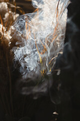 Smoke in the light and river reeds