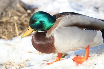 Male Mallard Duck
