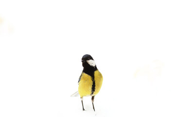 Big Tit on a snowy field ..
