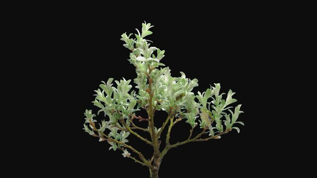 Time-lapse of growing bonsai helvetica tree 3b1 in PNG+ format with ALPHA transparency channel isolated on black background
