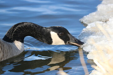 Fototapeta premium Canadian Goose 
