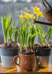 Blooming sun daffodils in a pot on a blurry background of green leaves of bulbous plants by the window. A small watering can waters the flowers. Waiting for spring.