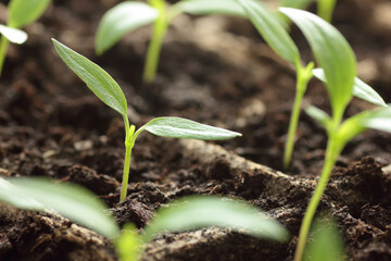 Hands planting of seedlings of sweet pepper on windowsill in the spring, rows of plants in cardboard peat pots, closeup, copy space, vertical, eco agriculture, house planting concept