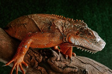 bearded dragon lizard