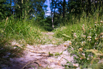 Obraz na płótnie Canvas july fluff in the grass