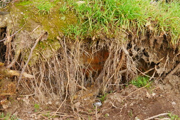 Naklejka na ściany i meble close up of roots of a fallen tree overgrown with grass