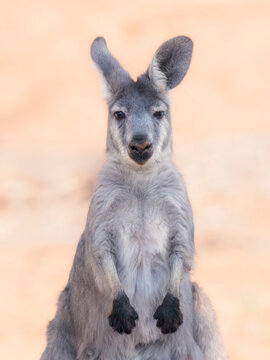 Close-up portrait of a wallaroo (Macropus robustus) in the outback, Australia