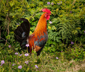 A colorful wind rooster on the island of Kauai, Hawaii.