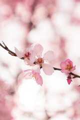 nature, flower, pink, flora, field, springtime, seasonal, sunny, sky, abstract, outdoor, depth, shallow, landscape, green, fruit, bloom, blue, illustration, delicate, japan, isolated, tree, natural, s