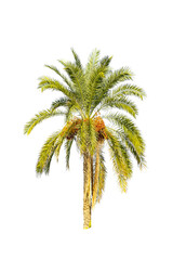 Dates palm tree cut out isolated on a white background