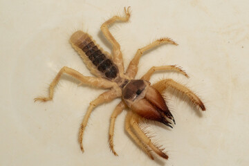 Egyptian giant solpugids (Galeodes Arabs), wind scorpion or camel spider macro shot close up in the united arab emirates in the middle east