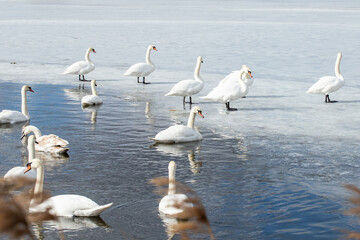 swans on the lake