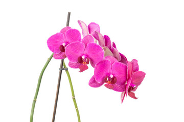 Fototapeta na wymiar Purple orchid in a vase isolated white background