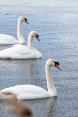 three swans on the water