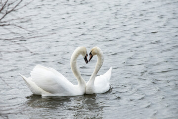 Plakat couple of swans in love on the water