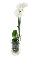 White orchid isolated on white