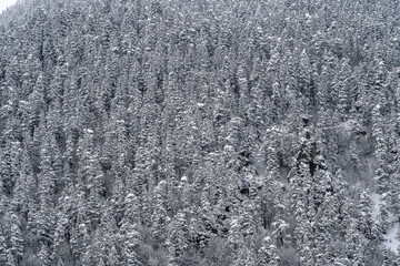 Naklejka na ściany i meble Snow forest on the slope. Winter background of trees. A pattern of natural. Christmas trees in the snow.