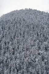 Snow forest on the slope. Winter background of trees. A pattern of natural. Christmas trees in the snow.