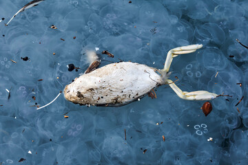 deceased bird in dirty sea water among garbage and dead jellyfish
