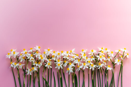 happy mother's day or womans day or spring is coming concept on pink daffodils on pink background. greeting card concept. sensual tender women image. spring flowers flat lay