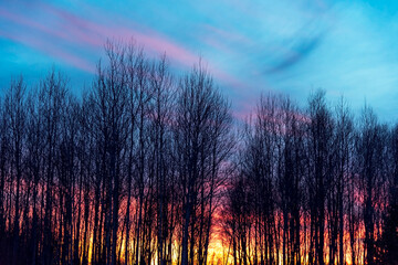 Deciduous forest  during еру picturesque sunset at early spring