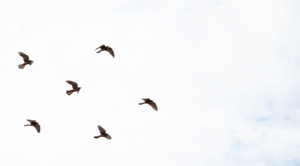 birds flying in the sky